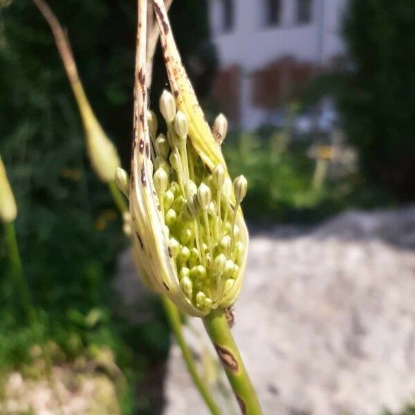 Allium paniculatum Flower