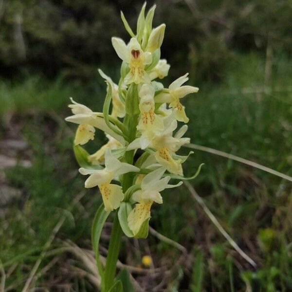 Dactylorhiza sambucina 花