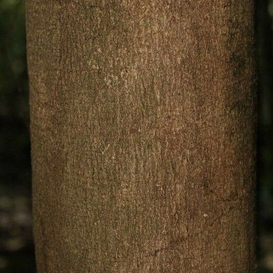 Couepia bracteosa Bark