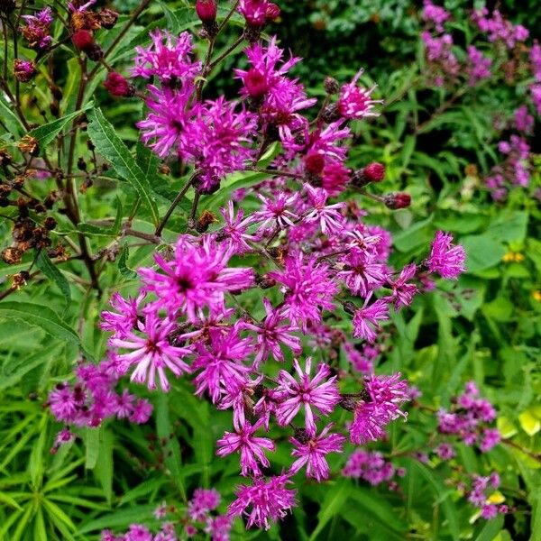 Vernonia gigantea Flower