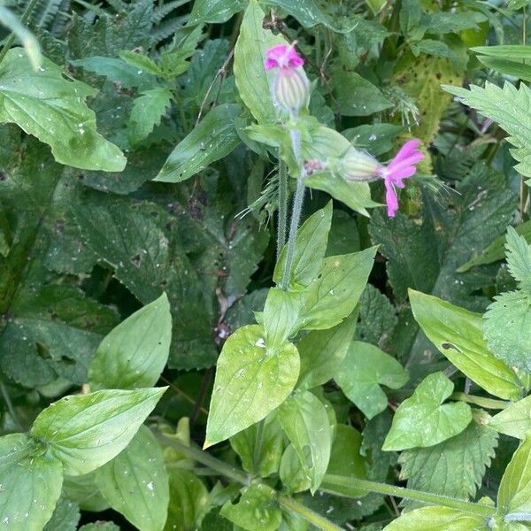 Silene dioica Liść