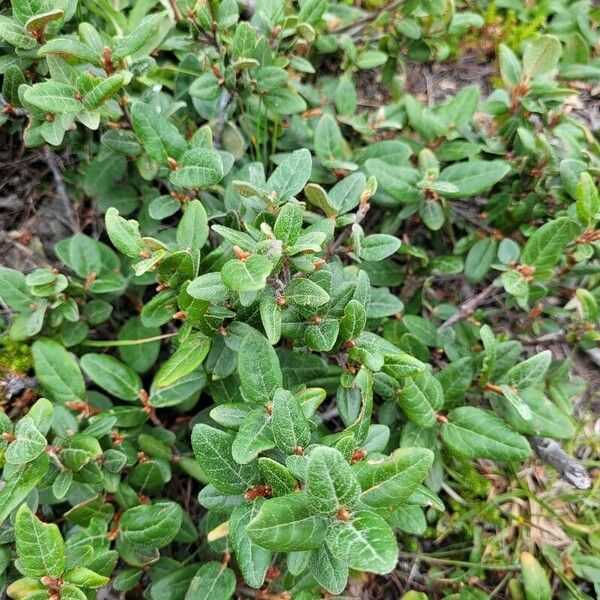 Shepherdia canadensis Lapas