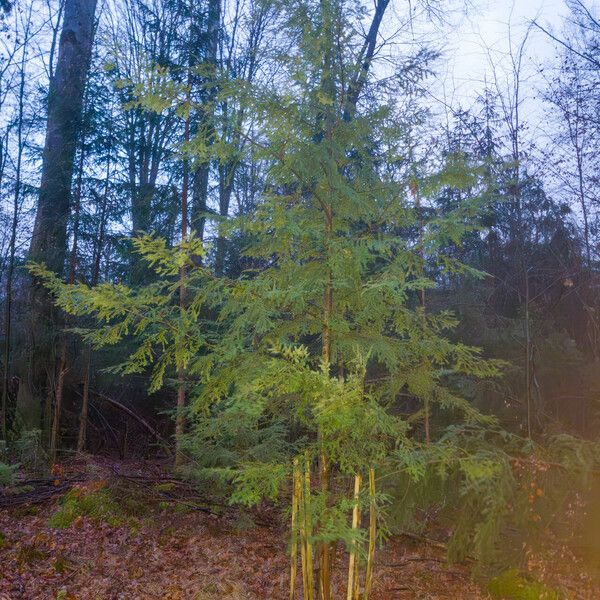 Tsuga heterophylla Hábito