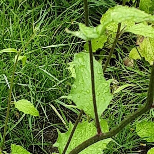 Lapsana communis Fuelha