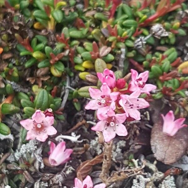 Kalmia procumbens Flower