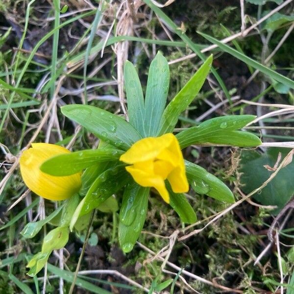 Eranthis hyemalis Flower