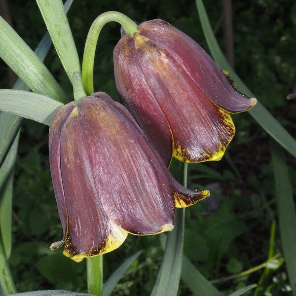 Fritillaria pyrenaica Цветок