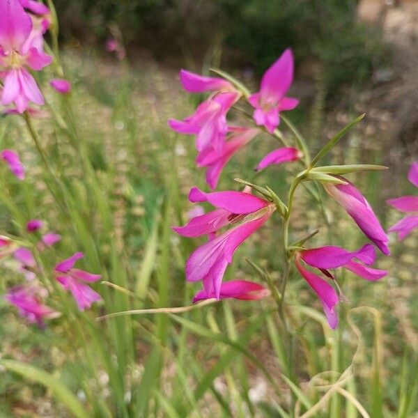 Gladiolus italicus Kukka