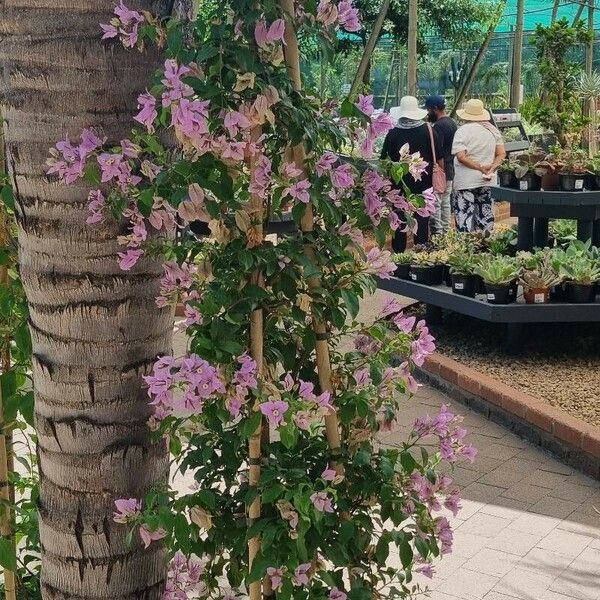 Bougainvillea glabra Flower