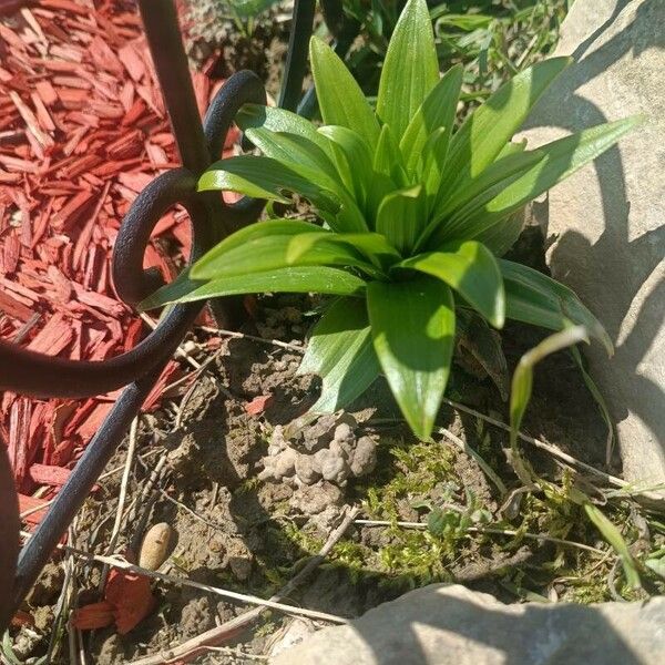 Lilium lancifolium Feuille