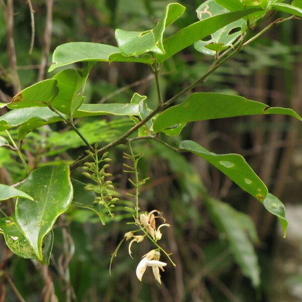 Arthroclianthus macrobotryosus आदत