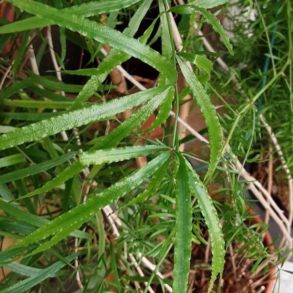 Asparagus falcatus Leaf