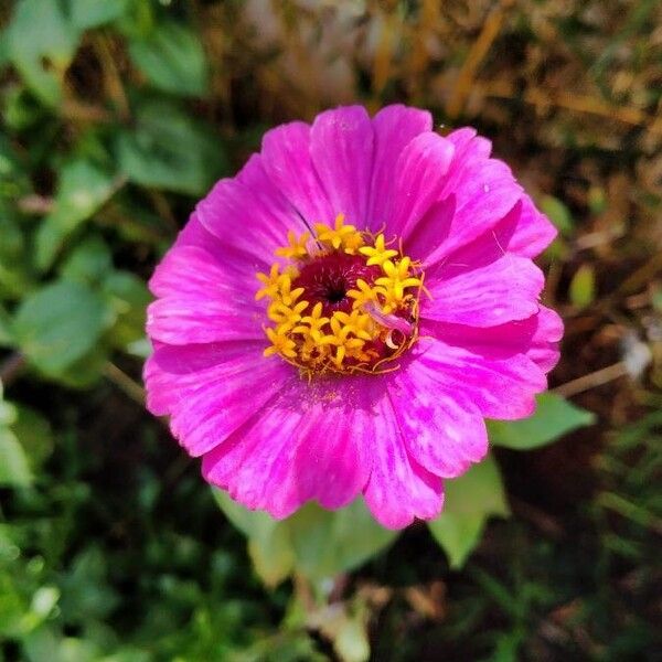 Zinnia elegans Flors