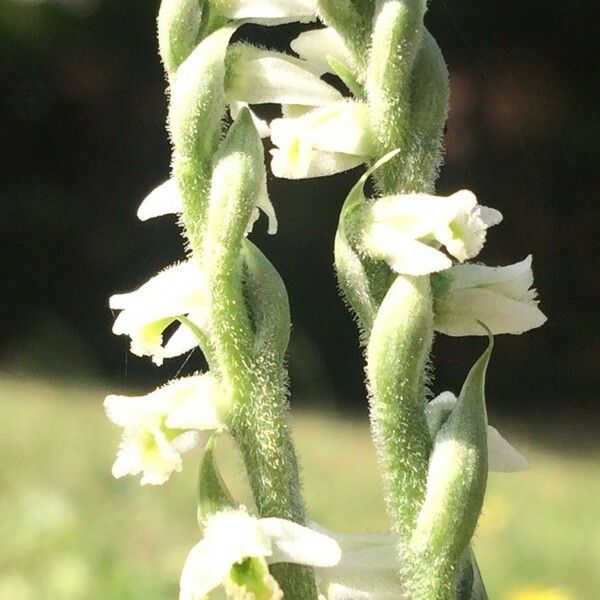 Spiranthes spiralis Flor