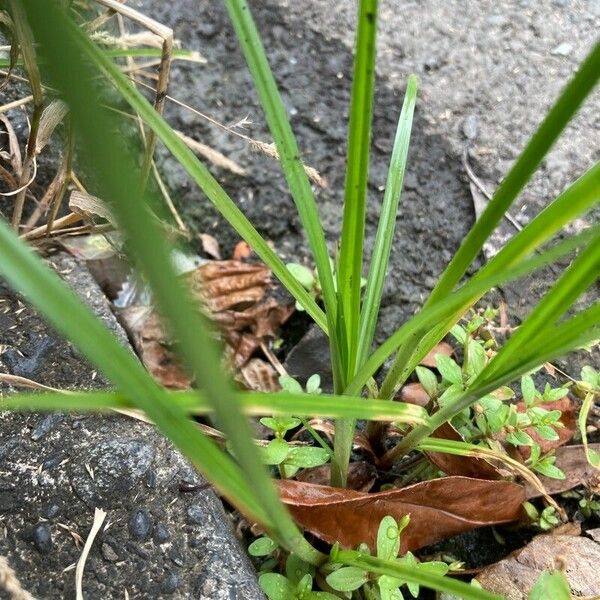 Cyperus iria Φύλλο