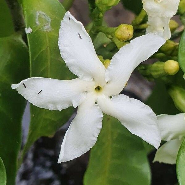 Tabernaemontana stapfiana Flower