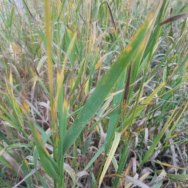 Bromus secalinus Liść