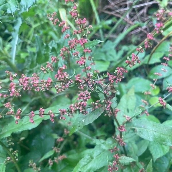 Rumex sanguineus Flower