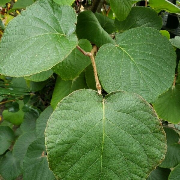 Actinidia chinensis Foglia