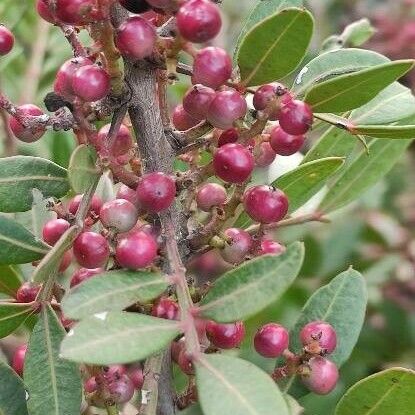 Pistacia lentiscus Fruit