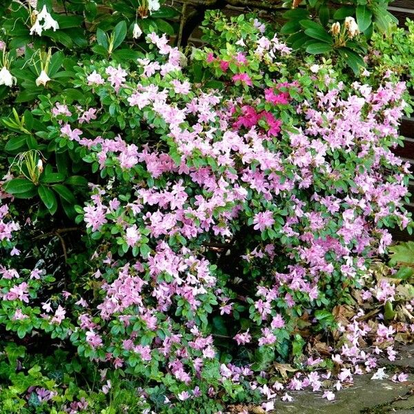 Rhododendron kiusianum Habit
