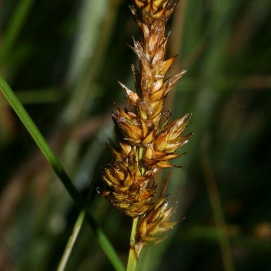 Carex diandra ᱵᱟᱦᱟ