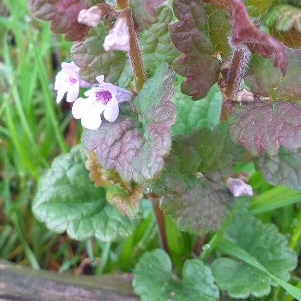 Glechoma hederacea Λουλούδι