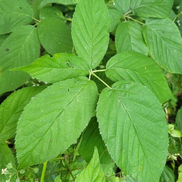 Rubus canadensis 叶