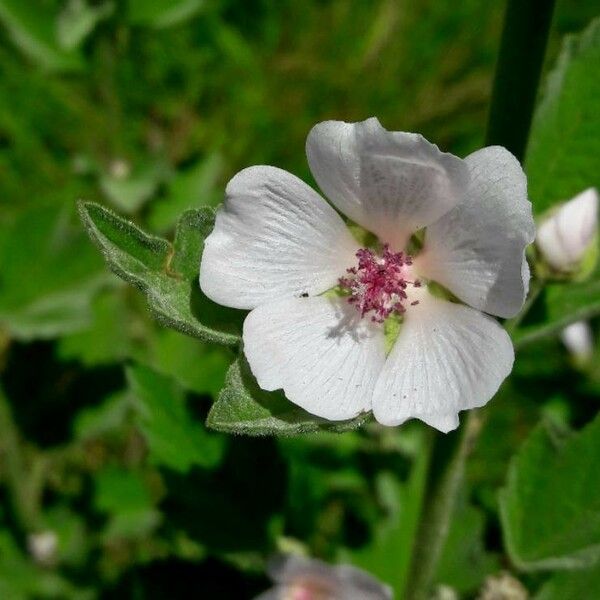 Althaea officinalis Õis