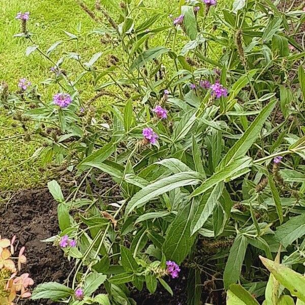 Verbena rigida Alkat (teljes növény)