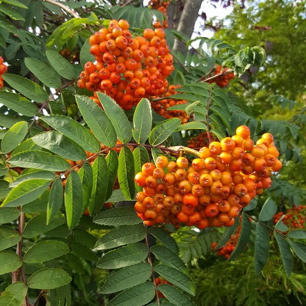 Sorbus aucuparia Frugt