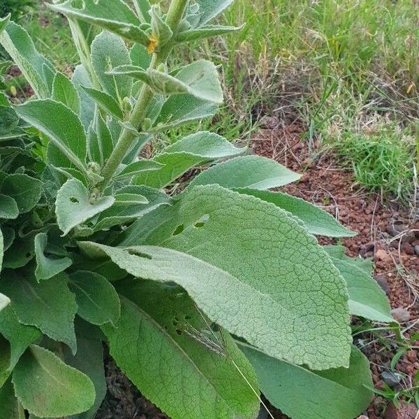 Verbascum sinaiticum Leaf