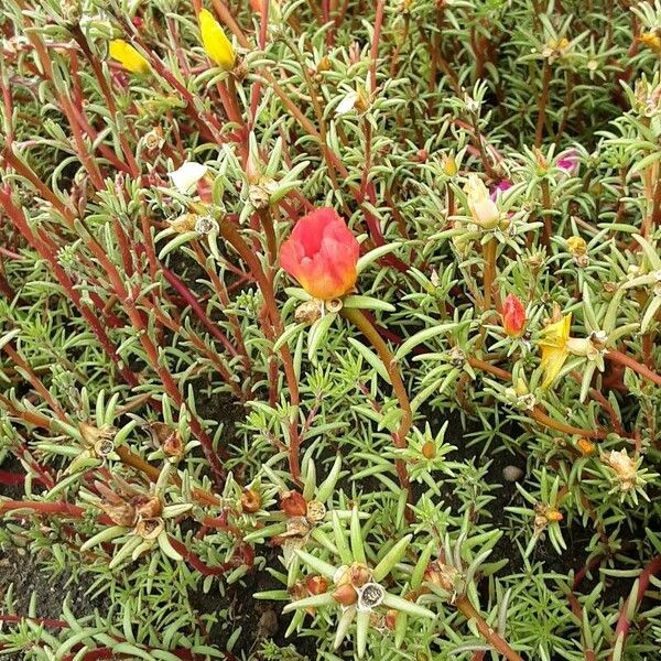 Portulaca grandiflora Plante entière