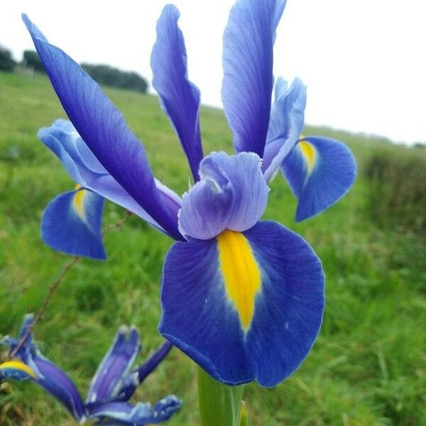 Iris spuria Õis