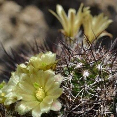 Echinocereus viridiflorus Blodyn