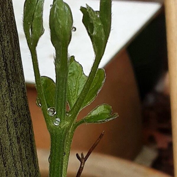 Clematis patens Fulla