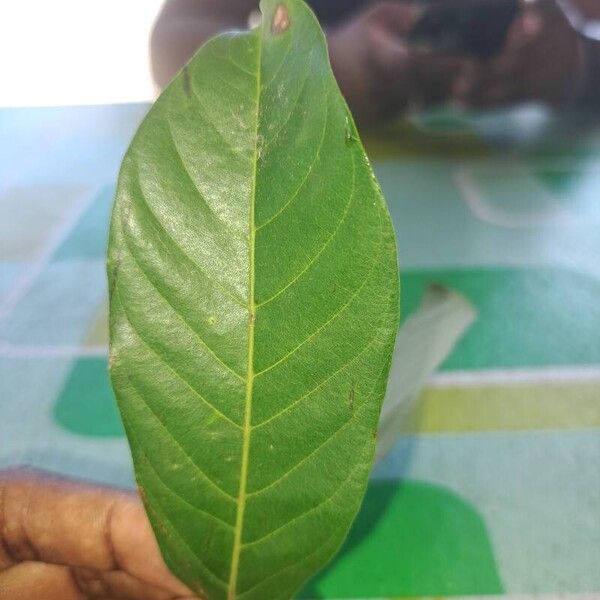 Leaf