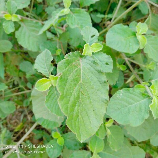 Achyranthes aspera Lehti