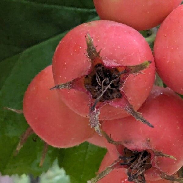 Crataegus mollis Vrucht