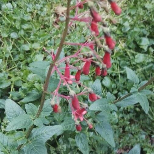 Phygelius aequalis Blüte