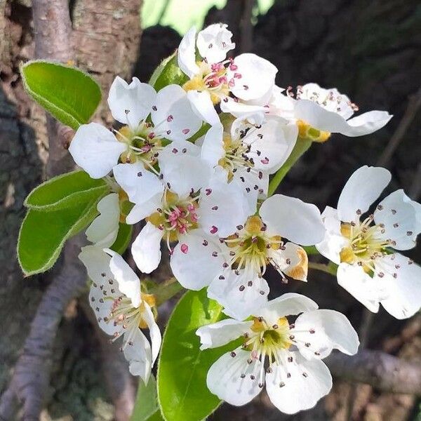 Pyrus communis Flower