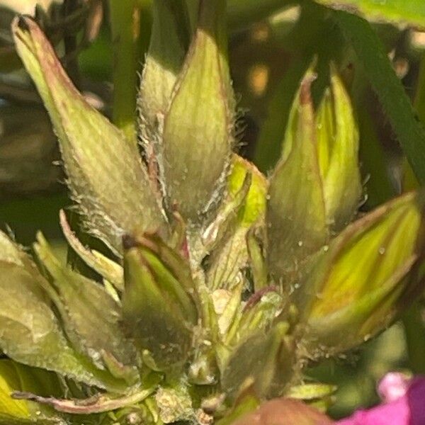 Ipomoea indica Φρούτο