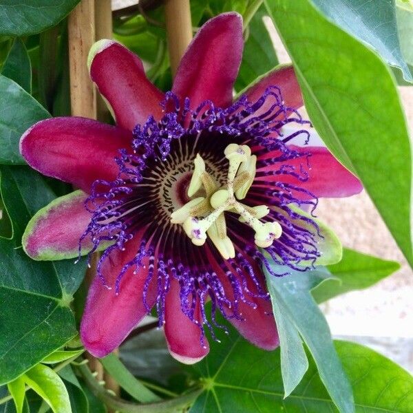 Passiflora alata Fiore