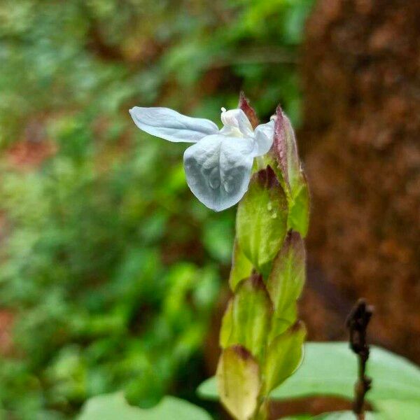 Ecbolium viride Flor