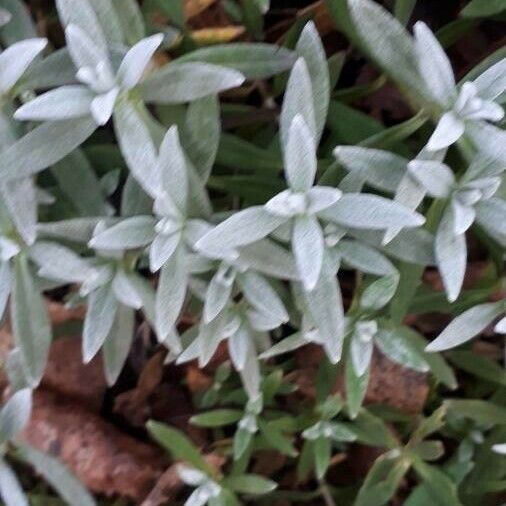 Cerastium tomentosum Hoja