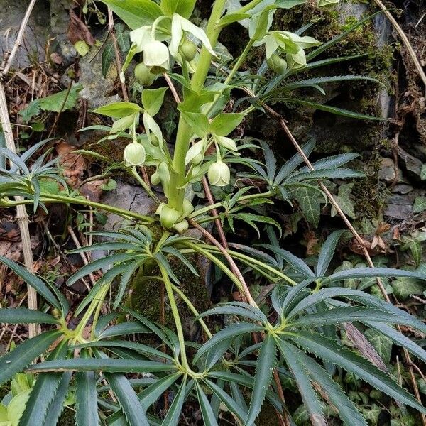 Helleborus foetidus 花