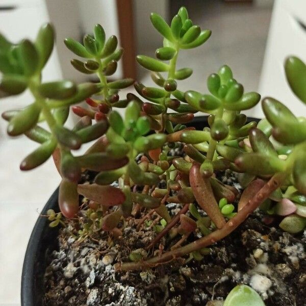 Sedum × rubrotinctum Lehti