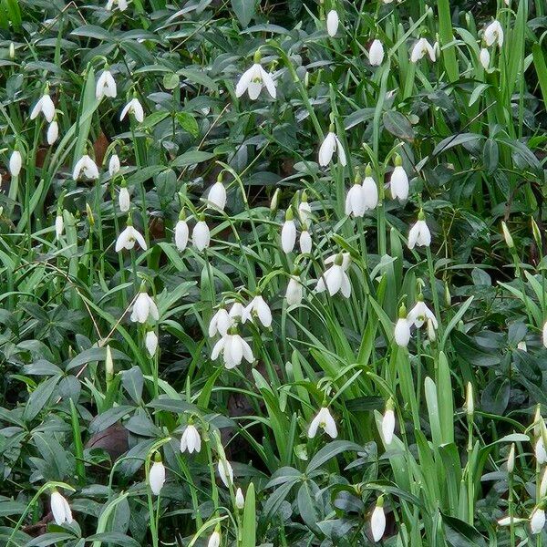 Galanthus nivalis Flower