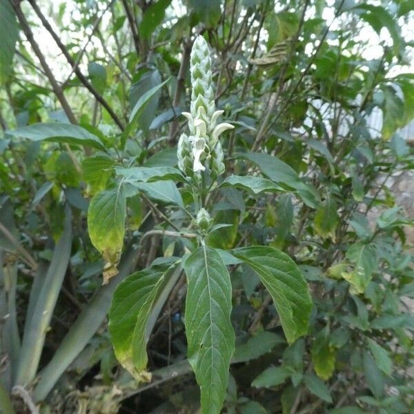 Justicia betonica Leaf