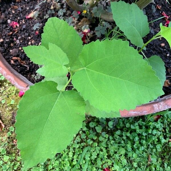 Ficus palmata Leaf